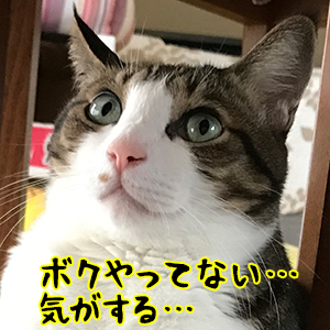 金田一パパンの事件簿 ～スマホゲロリンチョ事件～　猫の写真で４コマ漫画　５コマ目ッ