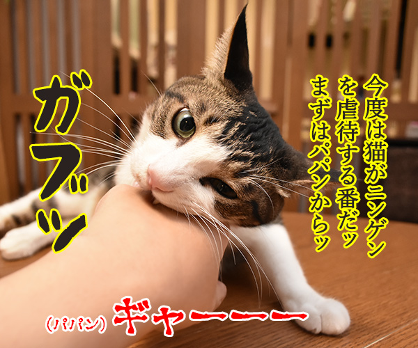 猫の虐待のニュースが絶えないわね…　猫の写真で４コマ漫画　２コマ目ッ