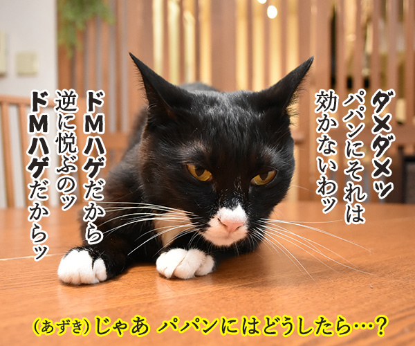 猫の虐待のニュースが絶えないわね…　猫の写真で４コマ漫画　３コマ目ッ