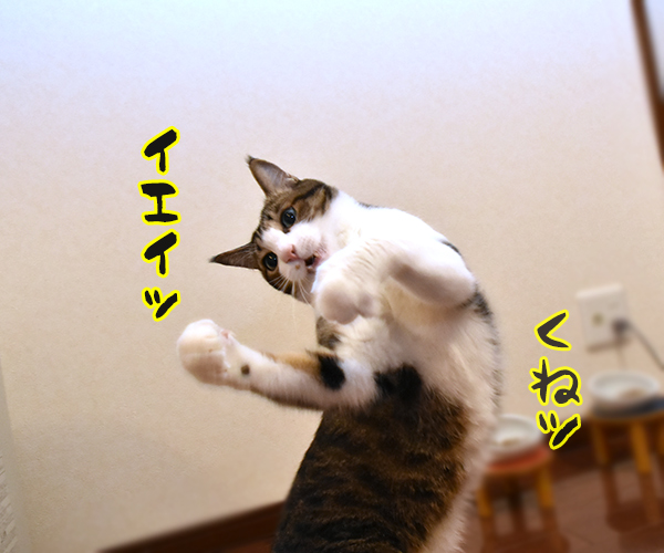 あずきさんとひもであそぶ　猫の写真で４コマ漫画　４コマ目ッ