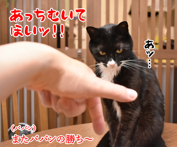 だいずさんとあっちむいてほいであそぶ　猫の写真で４コマ漫画　２コマ目ッ