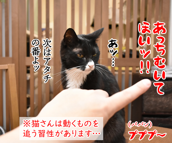 だいずさんとあっちむいてほいであそぶ　猫の写真で４コマ漫画　３コマ目ッ