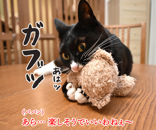 だいずさんはクマさんとあそぶ　猫の写真で４コマ漫画　２コマ目ッ