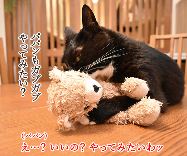 だいずさんはクマさんとあそぶ　猫の写真で４コマ漫画　３コマ目ッ