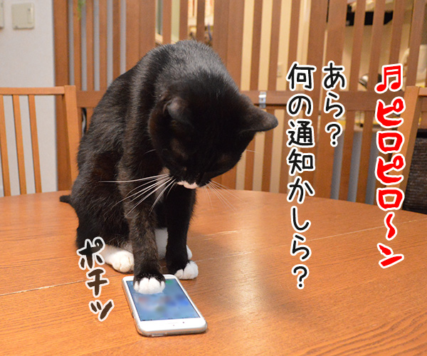 きょうは渋谷で5時かしら？　猫の写真で４コマ漫画　２コマ目ッ