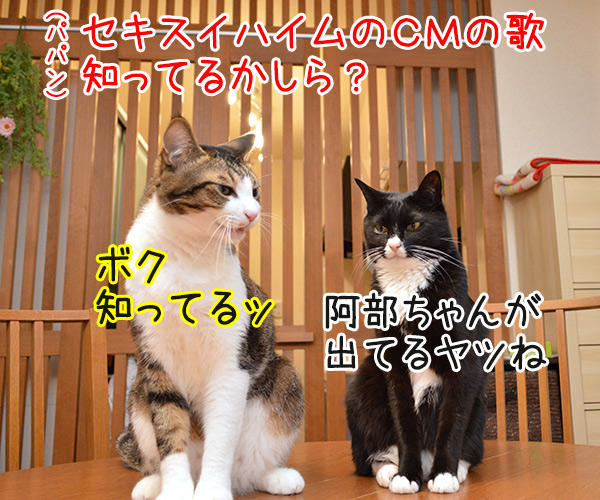 セキスイハイムのcmって知ってるかしら ねこ写真４コマ あずきさんとだいずさん