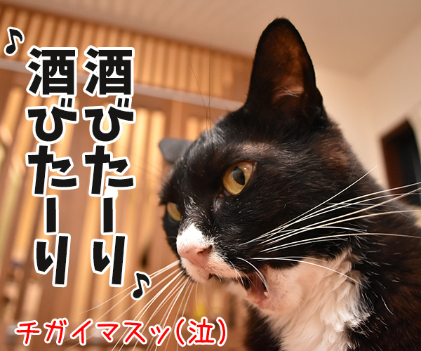 セキスイハイムのCMって知ってるかしら？　猫の写真で４コマ漫画　４コマ目ッ