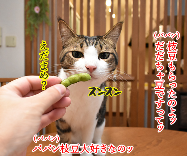 パパン 枝豆 大好き　猫の写真で４コマ漫画　１コマ目ッ