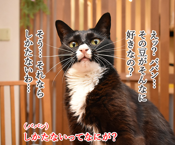 パパン 枝豆 大好き　猫の写真で４コマ漫画　２コマ目ッ