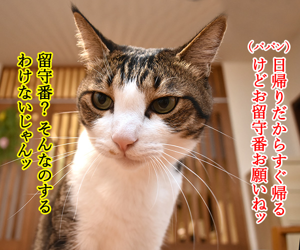 お盆だから実家に帰ろうと思うの　猫の写真で４コマ漫画　２コマ目ッ