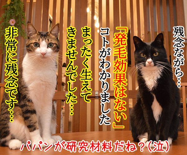 猫さんを撫でると「愛情ホルモン」が出るんですってッ　猫の写真で４コマ漫画　４コマ目ッ