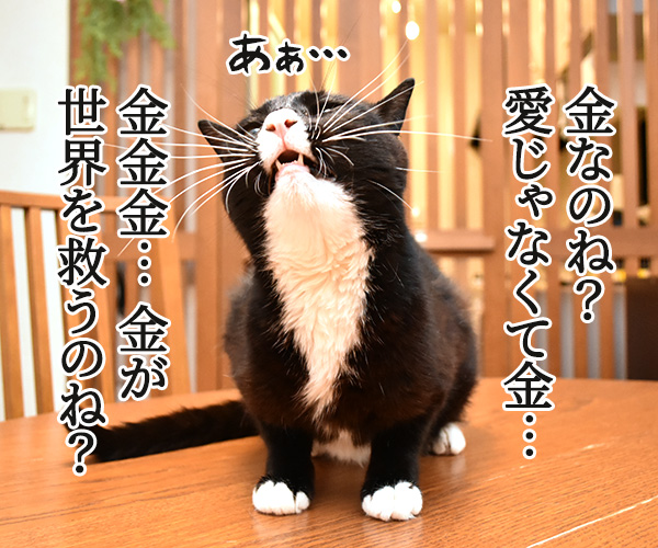 愛は地球を救えるのかしら？　猫の写真で４コマ漫画　３コマ目ッ