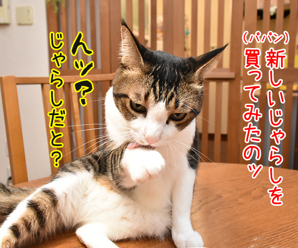 新しいじゃらしを買ってみたのッ　猫の写真で４コマ漫画　１コマ目ッ