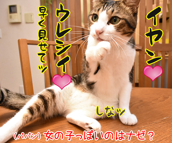 新しいじゃらしを買ってみたのッ　猫の写真で４コマ漫画　２コマ目ッ