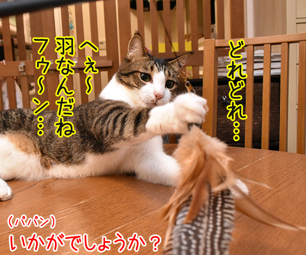 新しいじゃらしを買ってみたのッ　猫の写真で４コマ漫画　３コマ目ッ