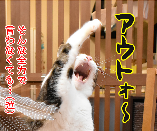 新しいじゃらしを買ってみたのッ　猫の写真で４コマ漫画　４コマ目ッ