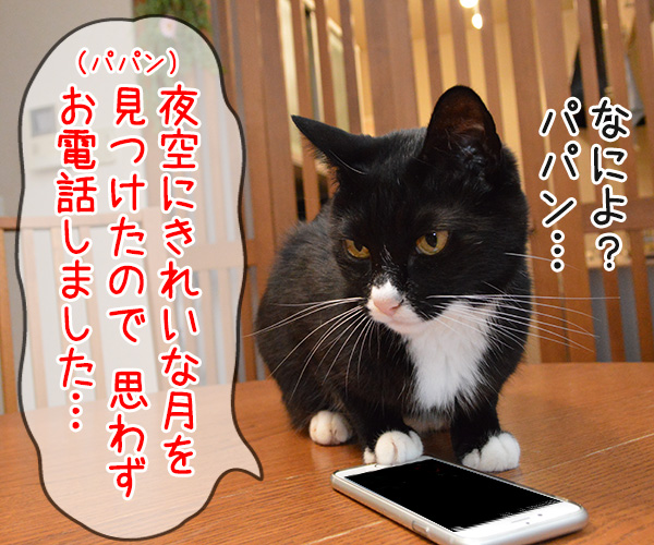 眞子さま ご婚約内定おめでとうございます　猫の写真で４コマ漫画　３コマ目ッ