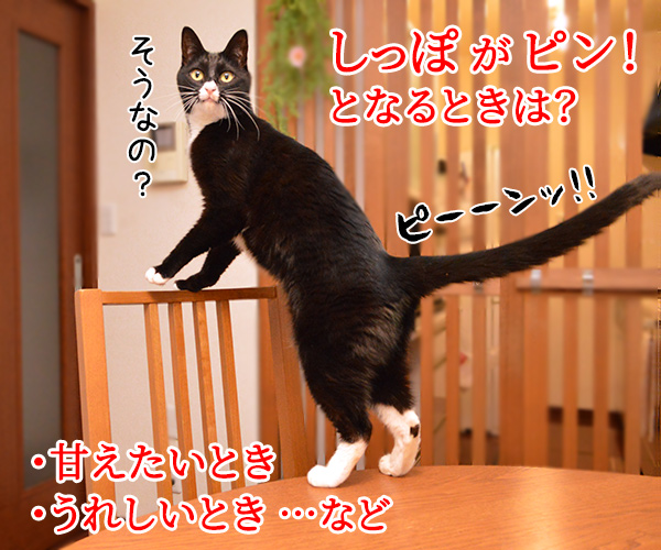 猫のピーン！はどんなきもちかしら？