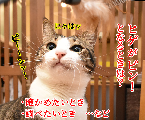 猫のピーン！はどんなきもちかしら？　猫の写真で４コマ漫画　２コマ目ッ