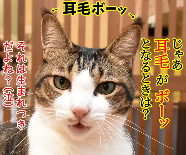 猫のピーン！はどんなきもちかしら？　猫の写真で４コマ漫画　４コマ目ッ