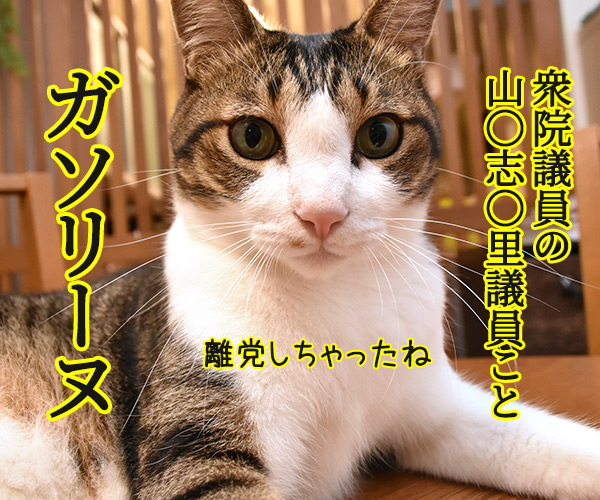 ガソリーヌがイケメン弁護士と…　猫の写真で４コマ漫画　１コマ目ッ