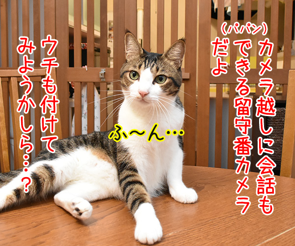 『おはなしカメラ』つけてみようかしら？　猫の写真で４コマ漫画　２コマ目ッ