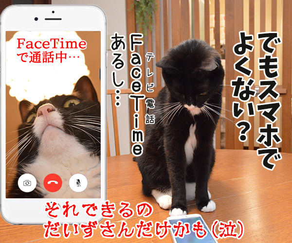 『おはなしカメラ』つけてみようかしら？　猫の写真で４コマ漫画　４コマ目ッ