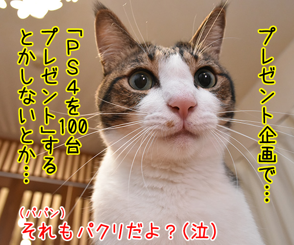 パパンがユーチューバー？　猫の写真で４コマ漫画　３コマ目ッ