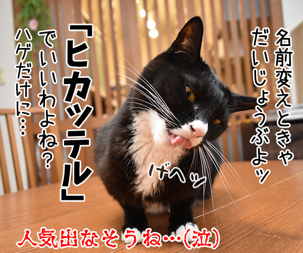 パパンがユーチューバー？　猫の写真で４コマ漫画　４コマ目ッ