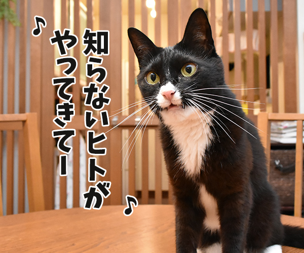 くちぶえふいてあきちへいったら　猫の写真で４コマ漫画　３コマ目ッ