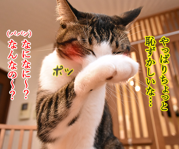 ちょっとはなしがあるの　猫の写真で４コマ漫画　２コマ目ッ