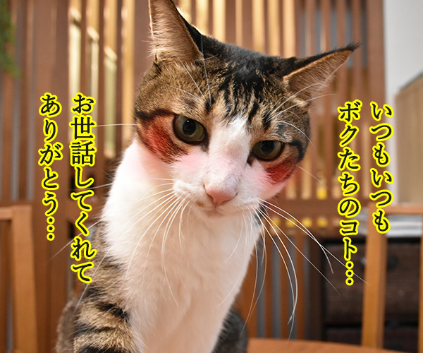 ちょっとはなしがあるの　猫の写真で４コマ漫画　３コマ目ッ