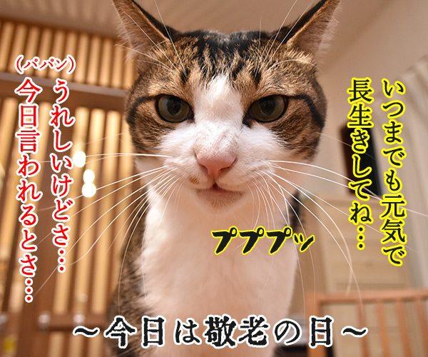 ちょっとはなしがあるの　猫の写真で４コマ漫画　４コマ目ッ