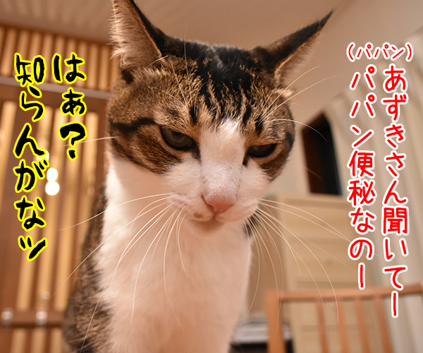 パパンが便秘な理由　猫の写真で４コマ漫画　１コマ目ッ