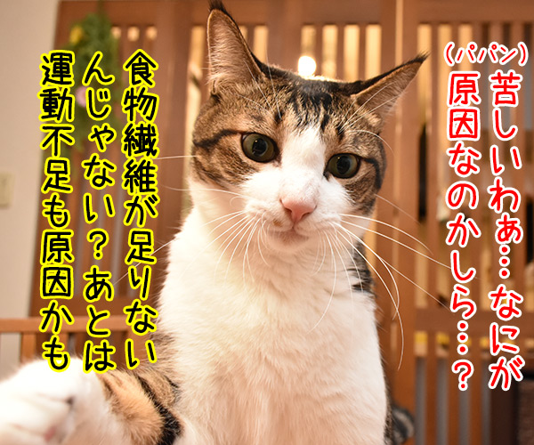 パパンが便秘な理由　猫の写真で４コマ漫画　２コマ目ッ