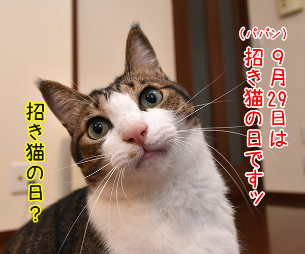 9月29日は招き猫の日なのよッ