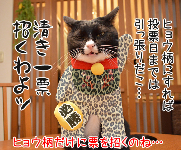 9月29日は招き猫の日なのよッ　猫の写真で４コマ漫画　４コマ目ッ