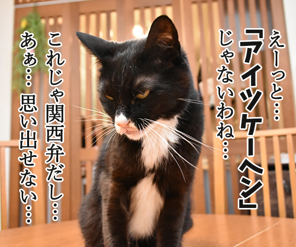 アウフヘーベン　意味は辞書で調べるのよッ　猫の写真で４コマ漫画　３コマ目ッ