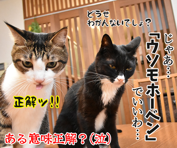 アウフヘーベン　意味は辞書で調べるのよッ　猫の写真で４コマ漫画　４コマ目ッ