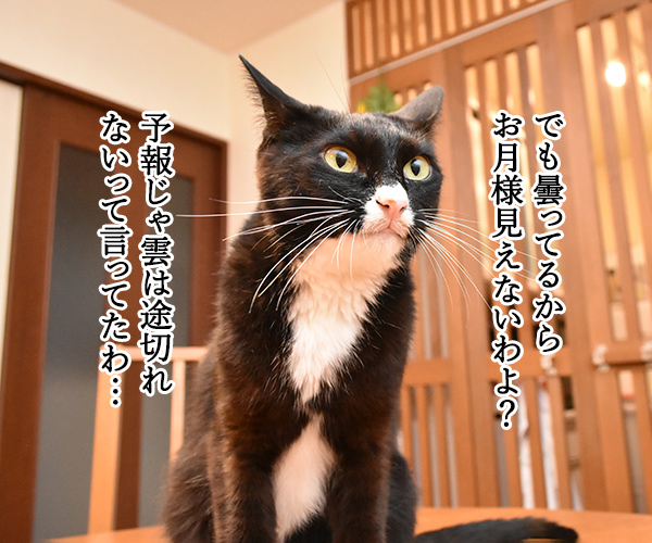 中秋の名月だからお月見しましょーッ　猫の写真で４コマ漫画　２コマ目ッ