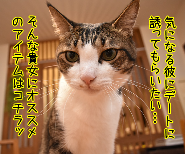 デートに誘って欲しい… 彼をその気にさせるアイテムとは？　猫の写真で４コマ漫画　１コマ目ッ