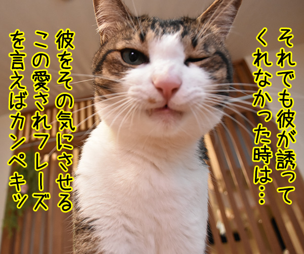 デートに誘って欲しい… 彼をその気にさせるアイテムとは？　猫の写真で４コマ漫画　３コマ目ッ