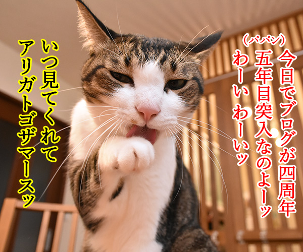 今日から５年目突入デースッ　猫の写真で４コマ漫画　１コマ目ッ