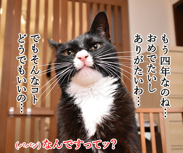 今日から５年目突入デースッ　猫の写真で４コマ漫画　２コマ目ッ