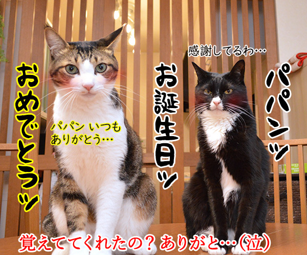 今日から５年目突入デースッ　猫の写真で４コマ漫画　４コマ目ッ