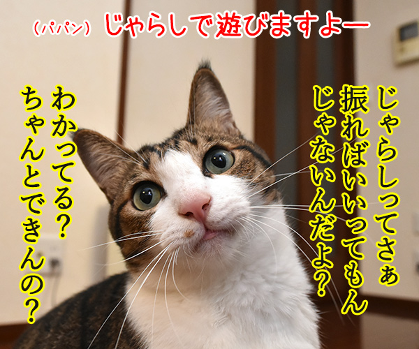 けっきょく… こうなる…　猫の写真で４コマ漫画　１コマ目ッ