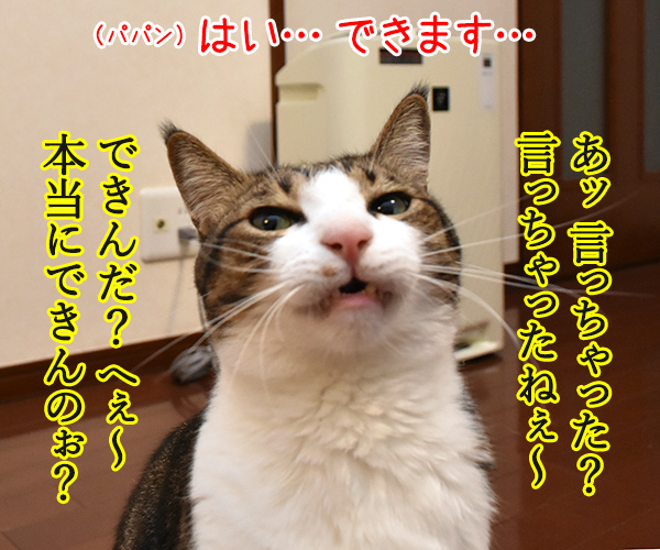 けっきょく… こうなる…　猫の写真で４コマ漫画　２コマ目ッ