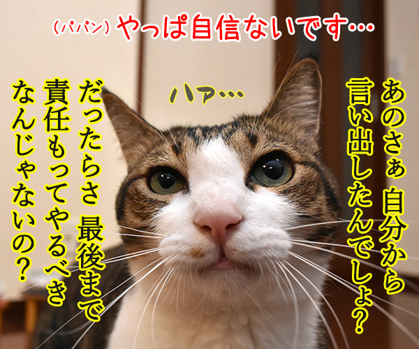 けっきょく… こうなる…　猫の写真で４コマ漫画　３コマ目ッ