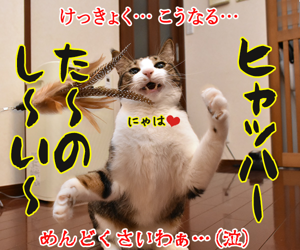 けっきょく… こうなる…　猫の写真で４コマ漫画　４コマ目ッ