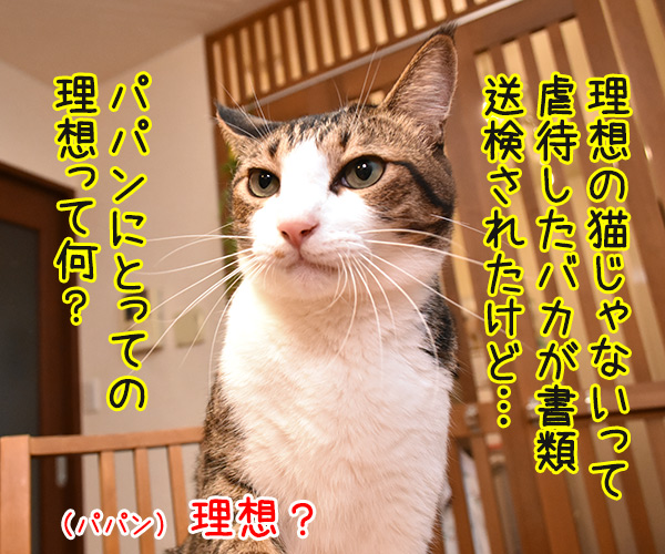 パパンの理想の猫って？